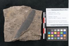 Foto (Objekt + Etikett) von Eucalyptus oceanica Unger (NHMW-GEO-2024-0188-8035)
